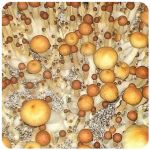 Псилоцибиновые (галлюциногенные)  грибы Psilocybin "Golden Teacher" в Усолье-Сибирском