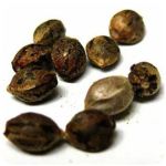 Семена марихуаны АК-47  (Seeds AK-47) в Усолье-Сибирском